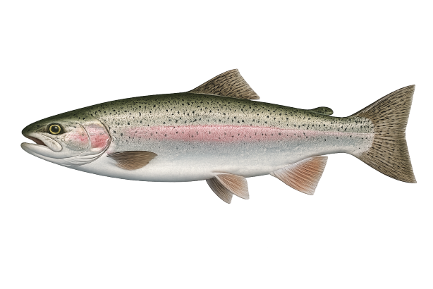 Rainbow Trout (Medium) - BC Fishing Magazine