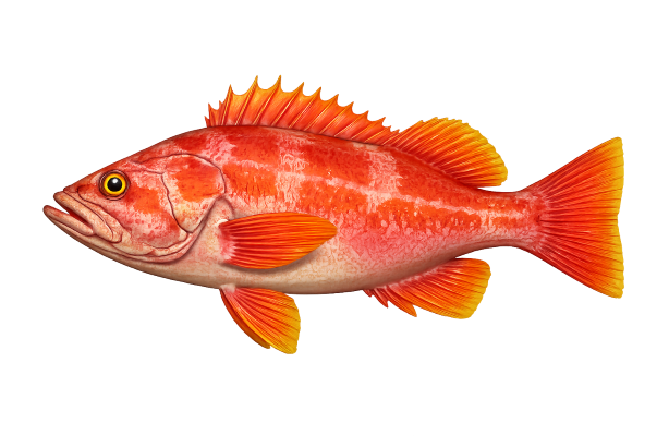 Rockfish (Medium) - BC Fishing Magazine