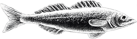 Sneaky Scroll Fish 1 - BC Fishing Magazine