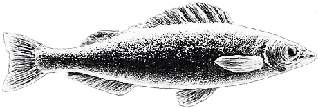 Sneaky Scroll Fish 2 - BC Fishing Magazine