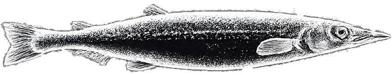 Sneaky Scroll Fish 3 - BC Fishing Magazine