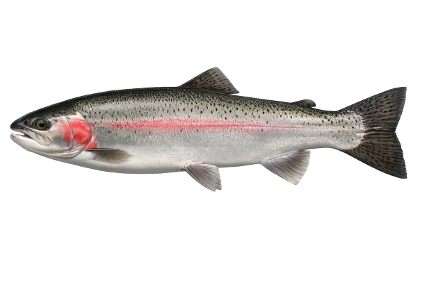 Steelhead (Medium) - BC Fishing Magazine