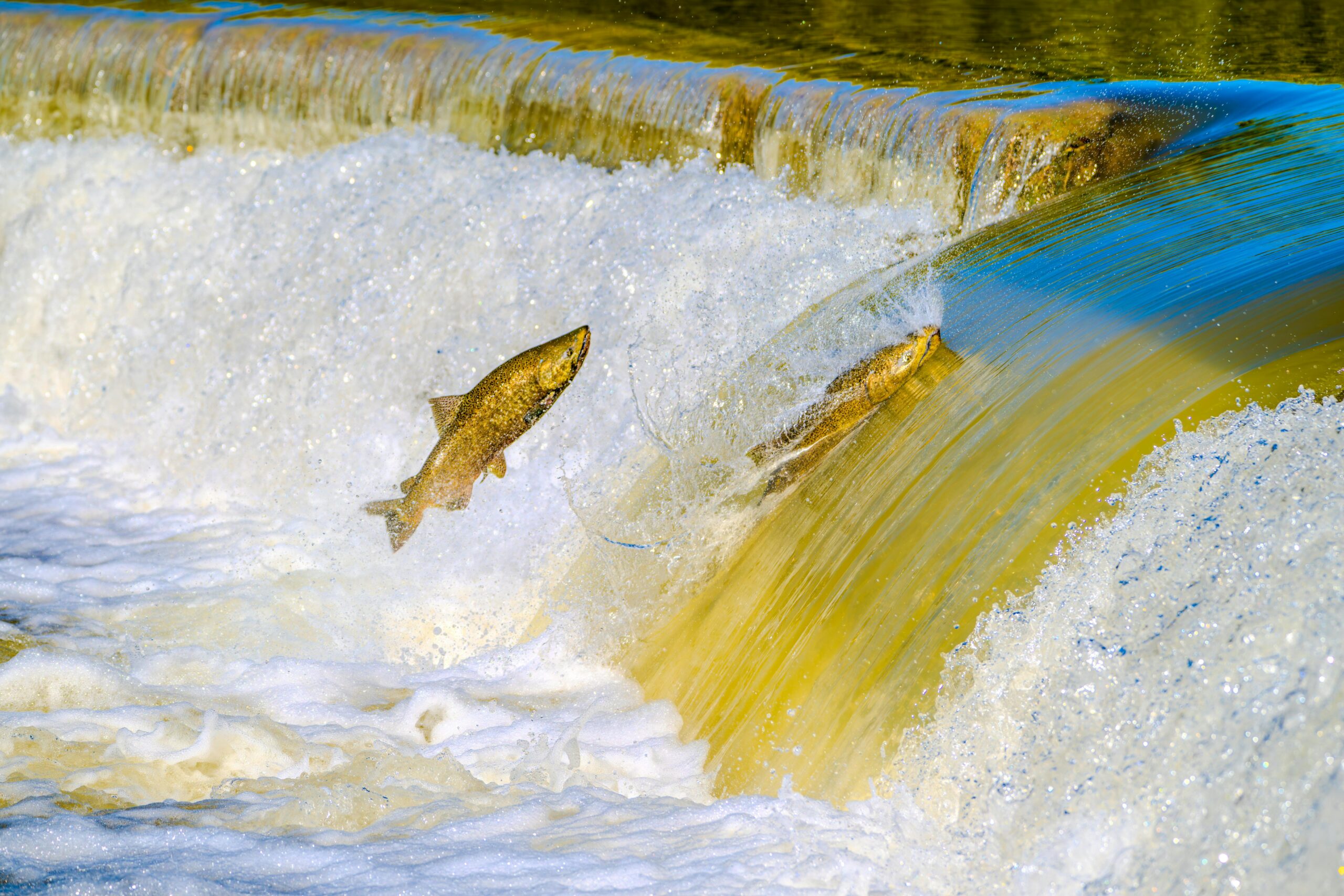 Fly Selection Secrets: What BC Trout Actually Eat